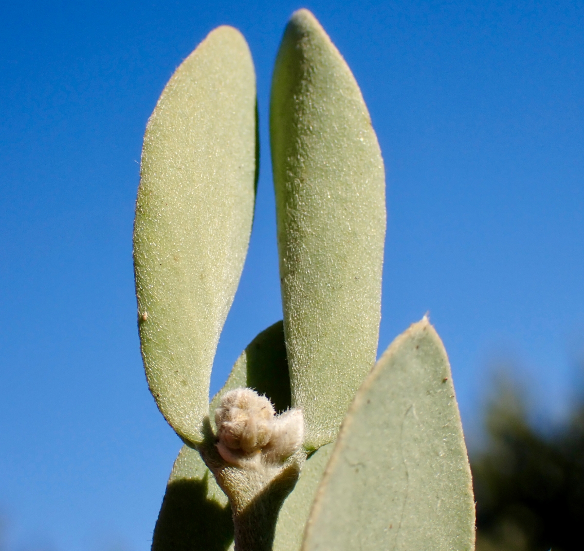 Simmondsia chinensis