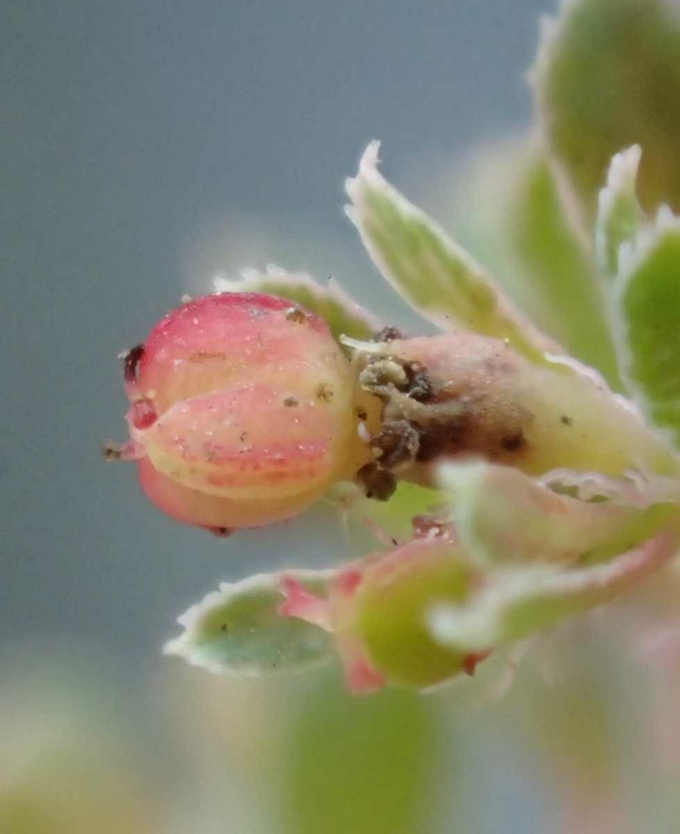 Euphorbia serpillifolia ssp. serpillifolia