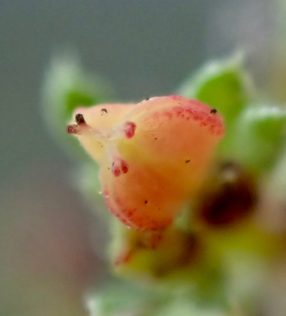 Euphorbia serpillifolia ssp. serpillifolia