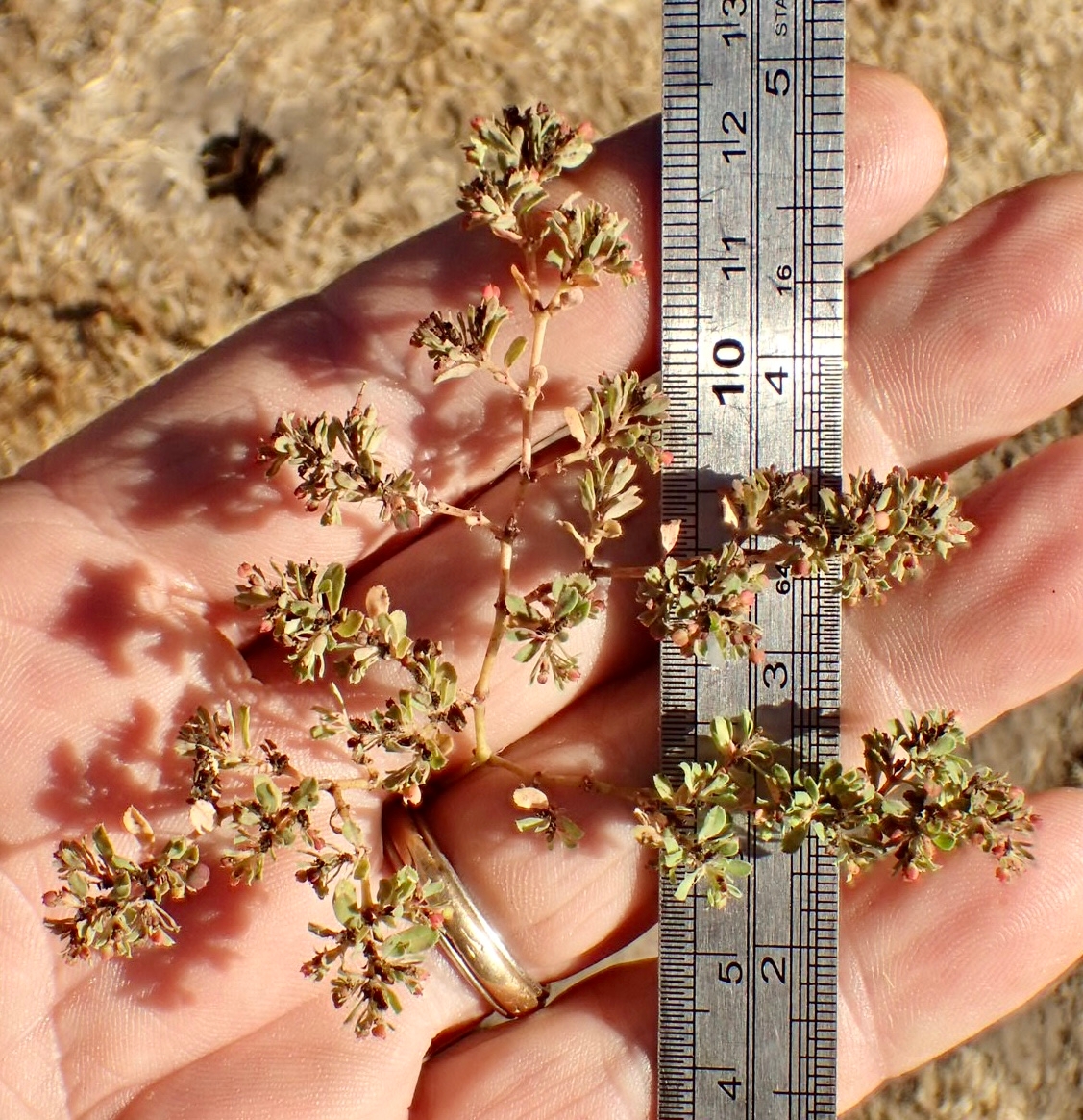 Euphorbia serpillifolia ssp. serpillifolia