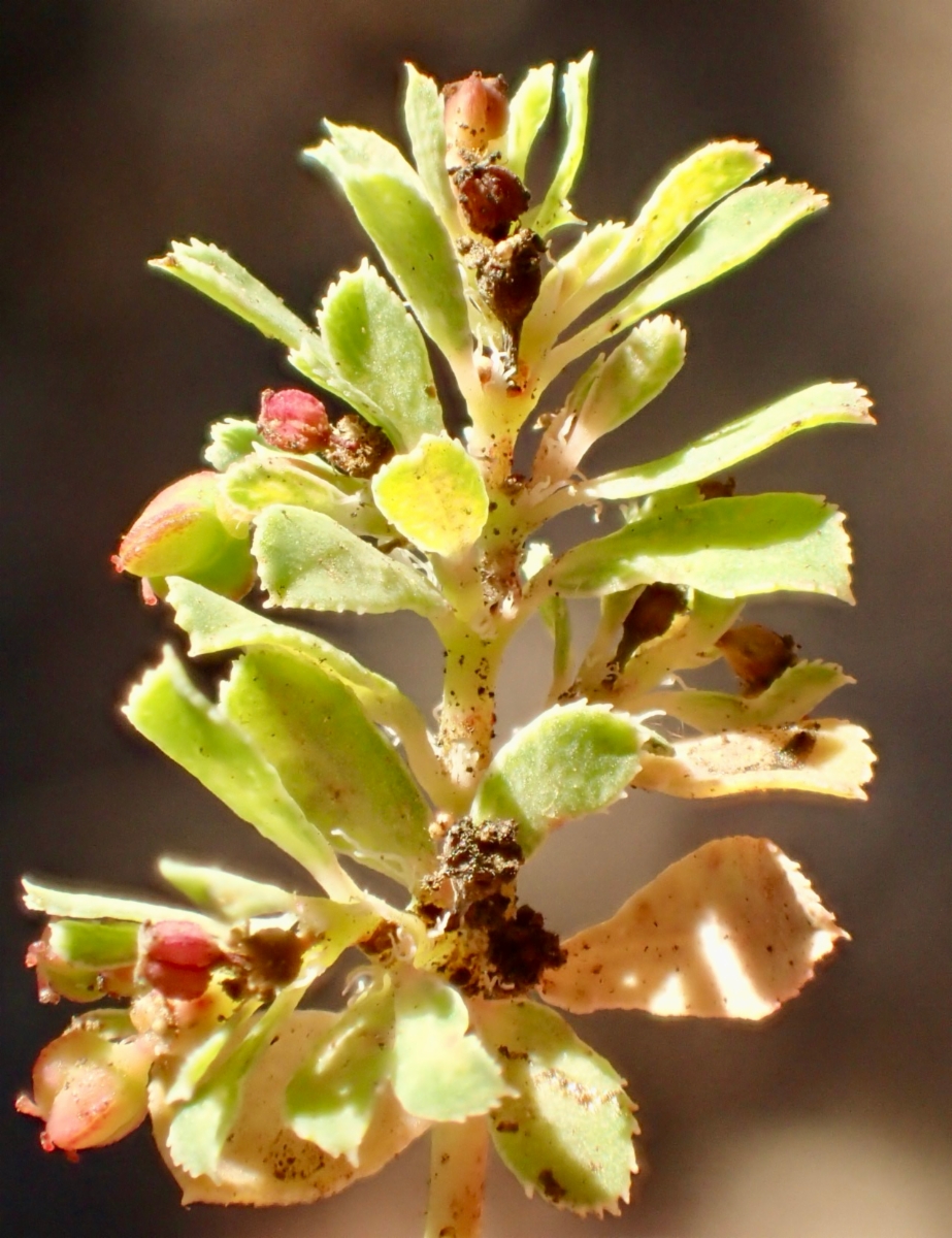 Euphorbia serpillifolia ssp. serpillifolia