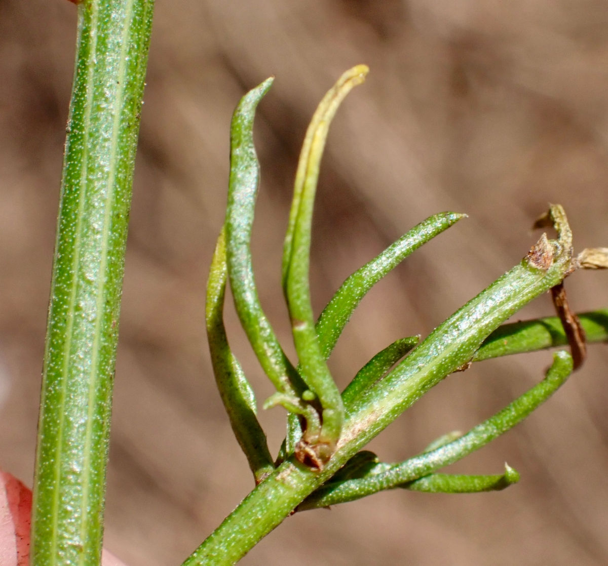 Baccharis vanessae