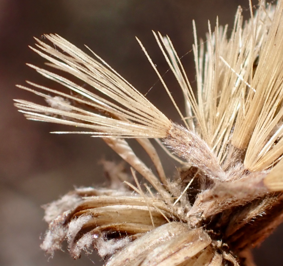 Corethrogyne filaginifolia var. linifolia