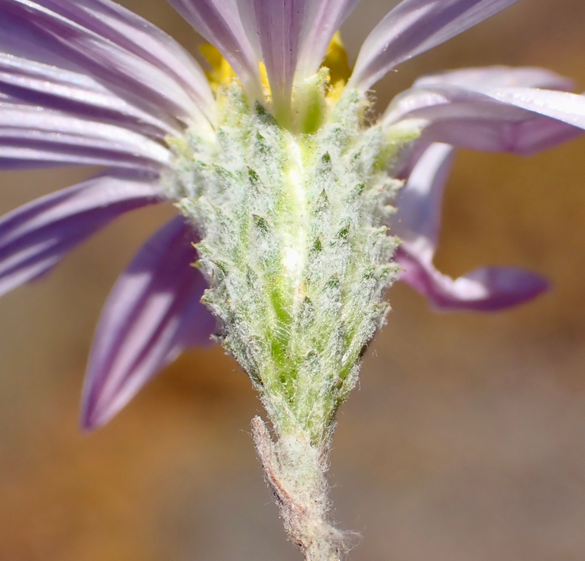 Corethrogyne filaginifolia var. linifolia