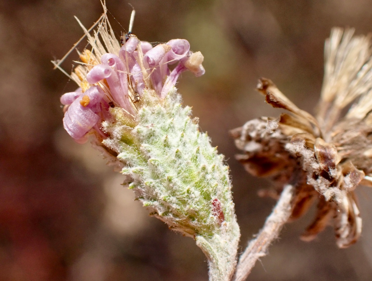 Corethrogyne filaginifolia var. linifolia