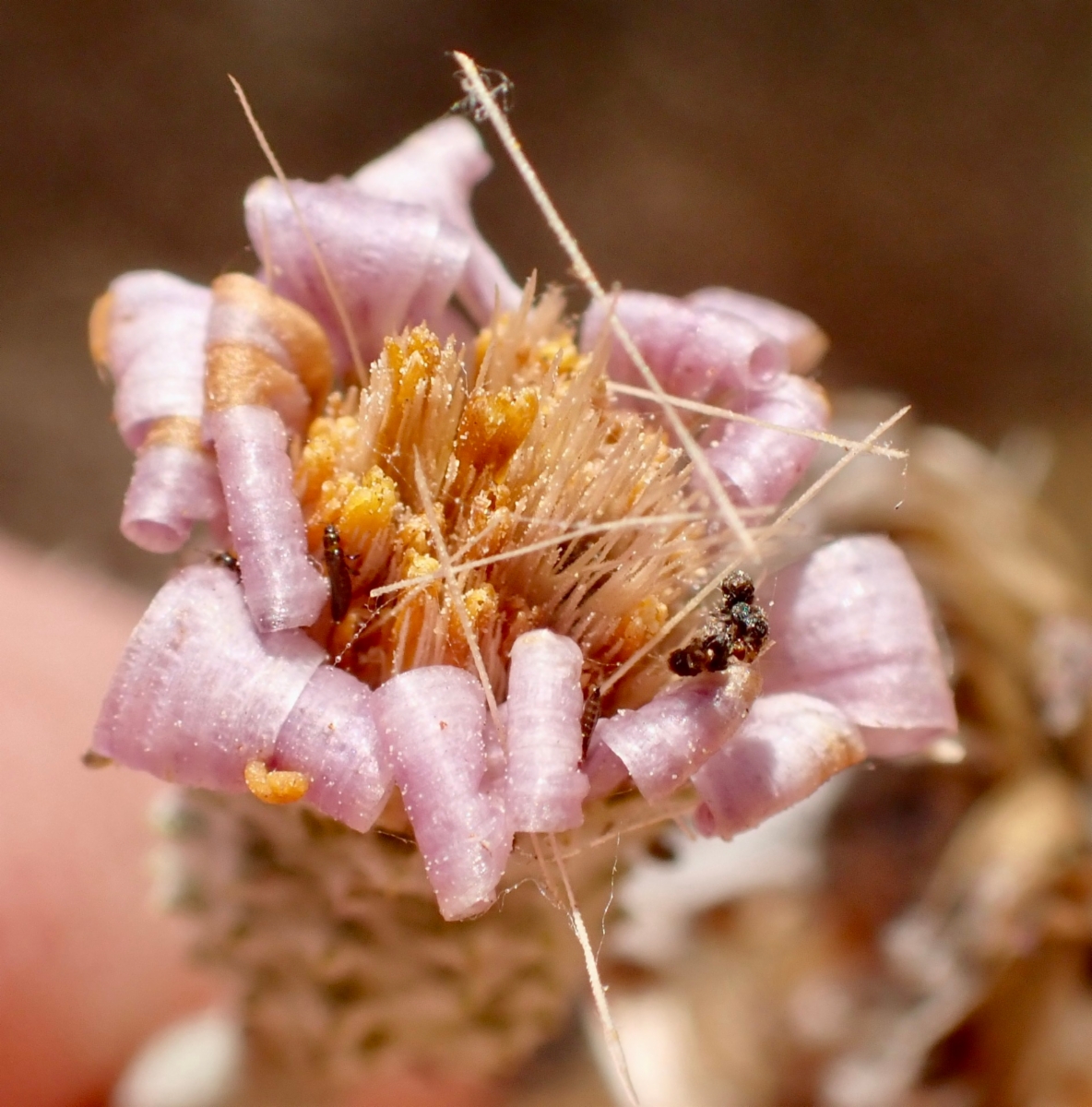 Corethrogyne filaginifolia var. linifolia