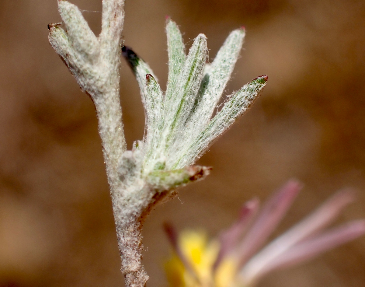 Corethrogyne filaginifolia var. linifolia