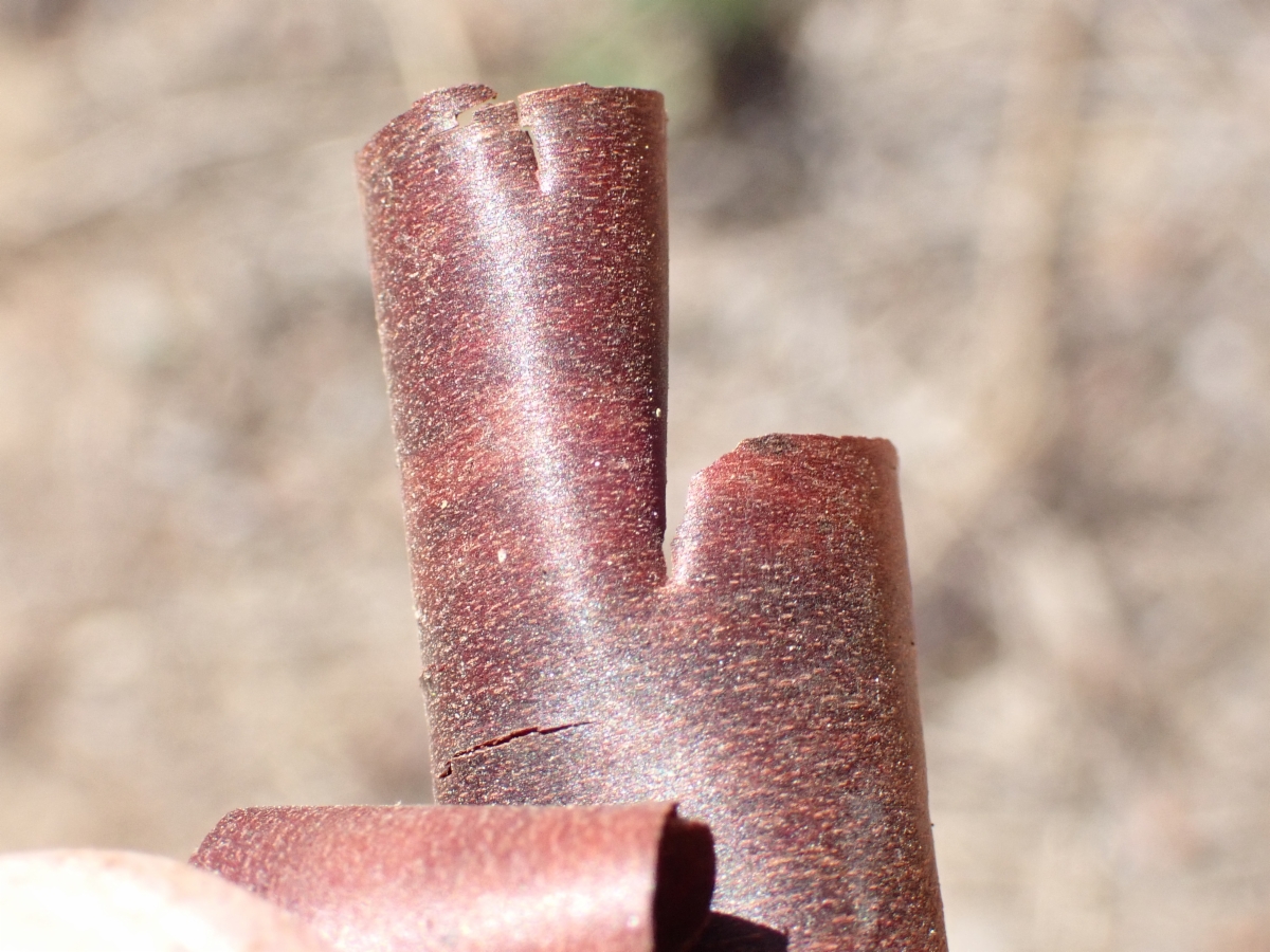 Arctostaphylos glandulosa ssp. crassifolia