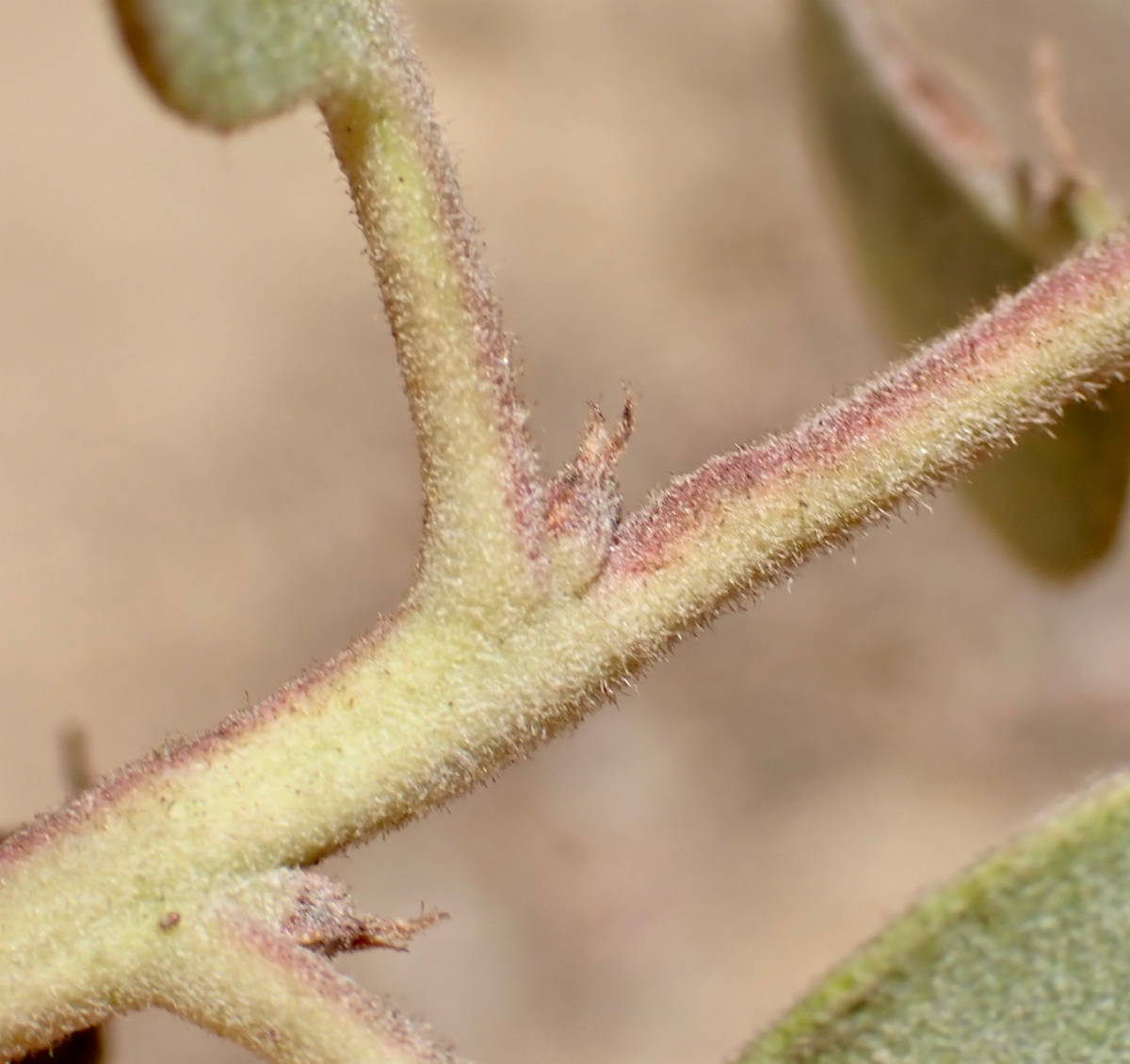 Arctostaphylos glandulosa ssp. crassifolia