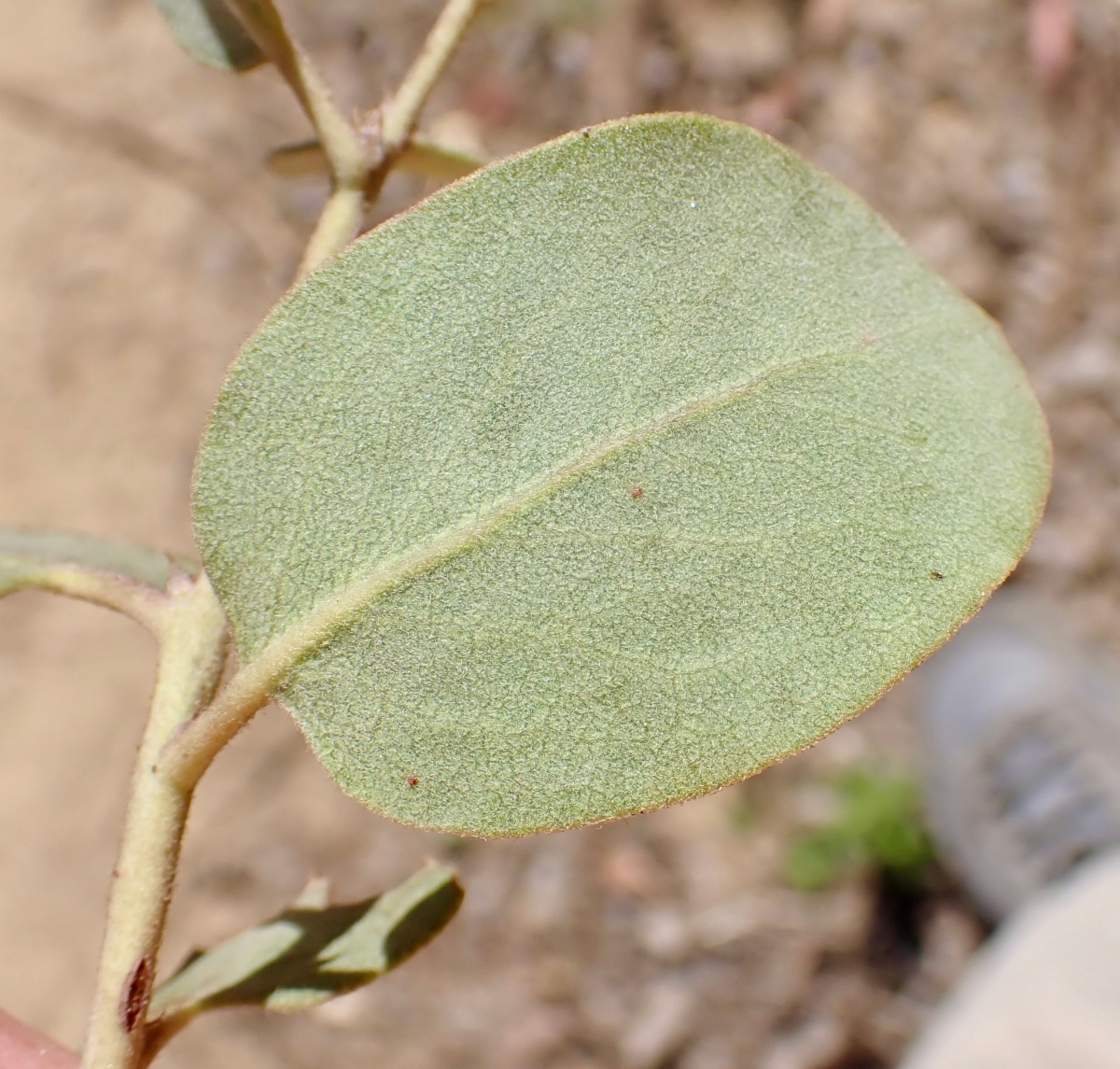 Arctostaphylos glandulosa ssp. crassifolia