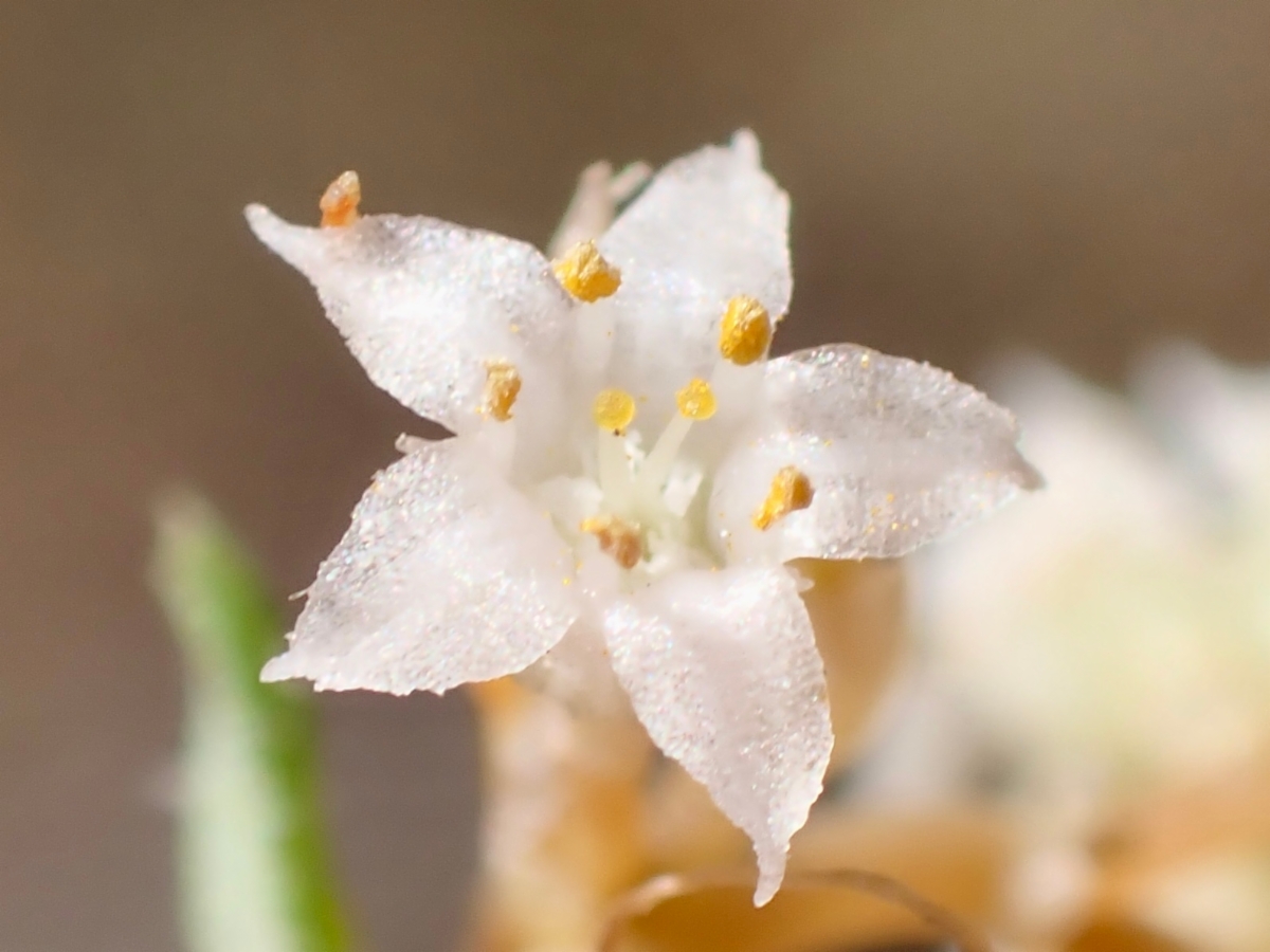 Cuscuta salina