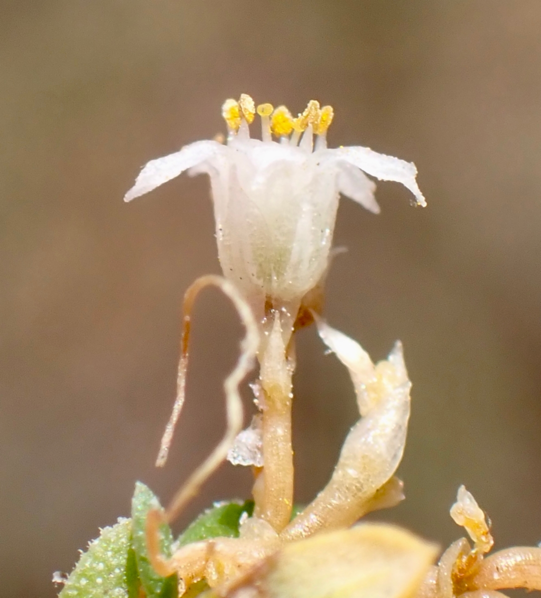 Cuscuta salina