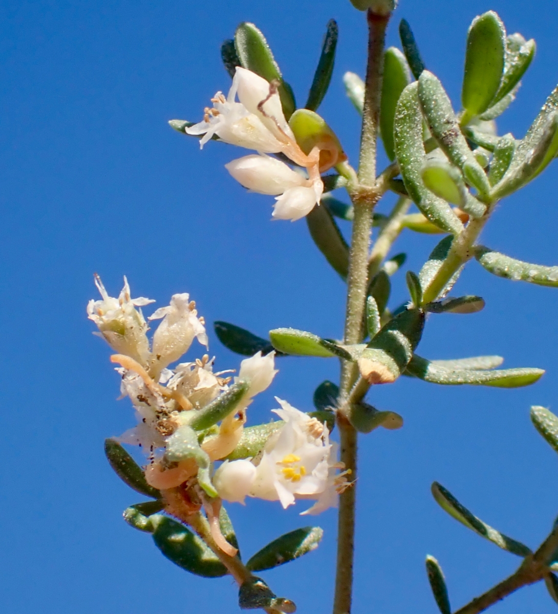 Cuscuta salina