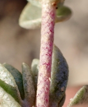 Atriplex watsonii