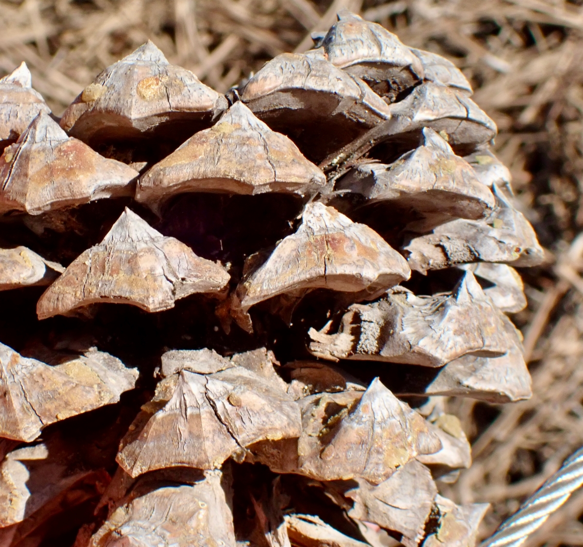 Pinus torreyana ssp. torreyana