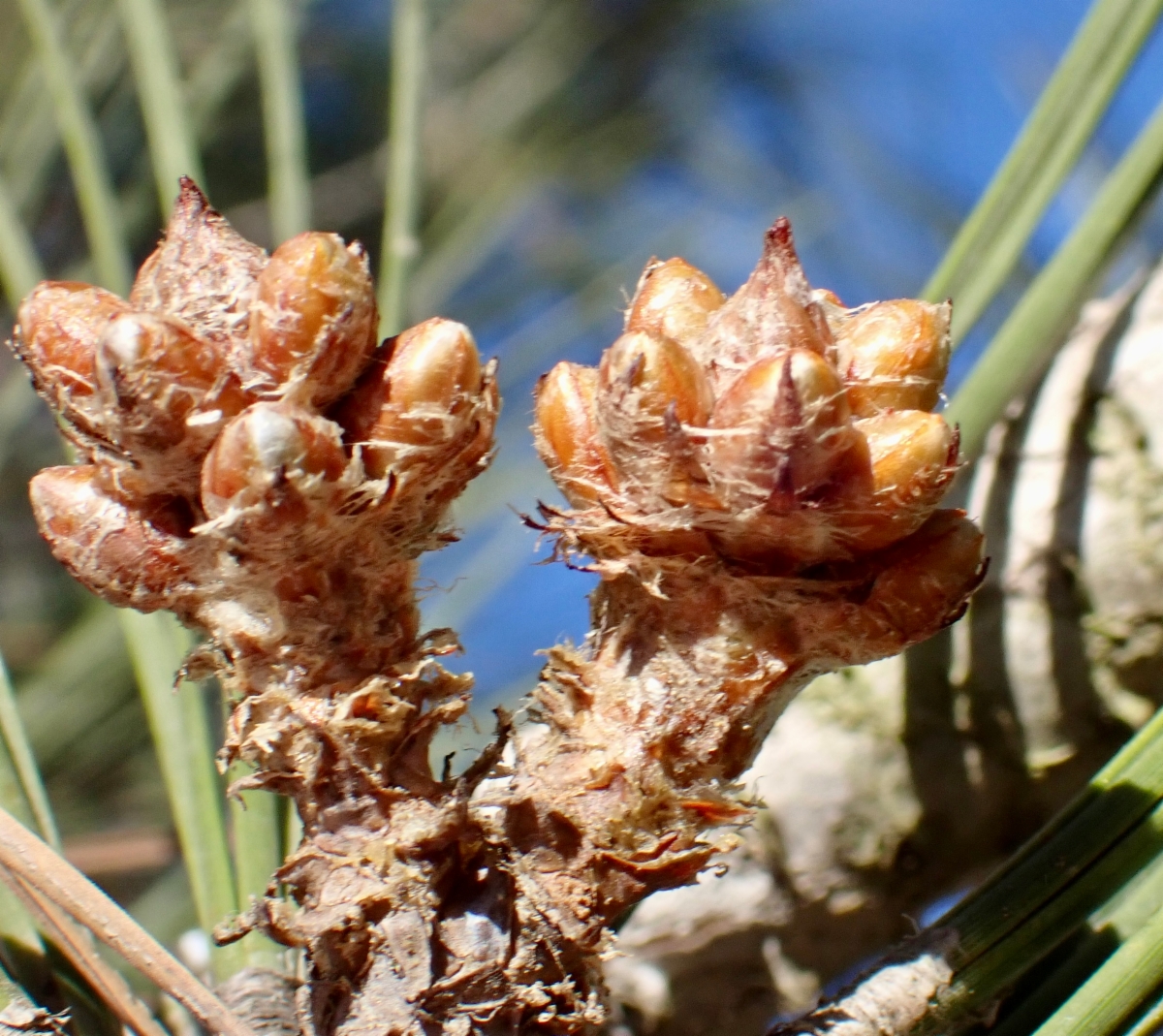 Pinus torreyana ssp. torreyana