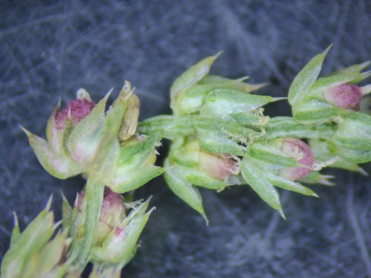 Amaranthus tuberculatus