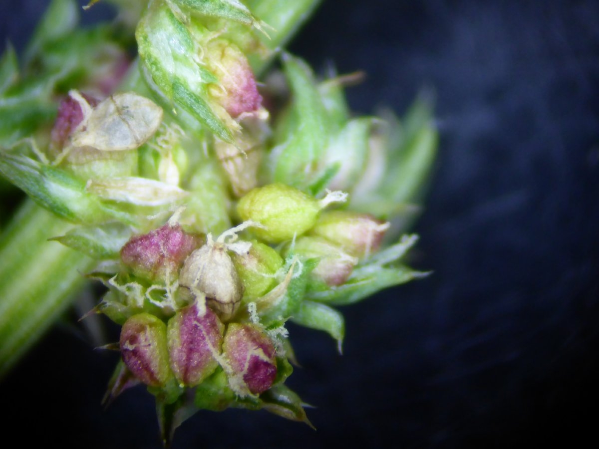 Amaranthus tuberculatus