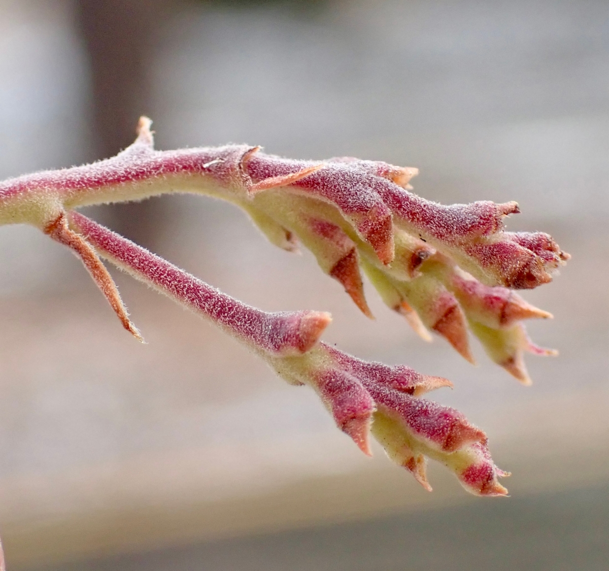 Arctostaphylos glandulosa ssp. gabrielensis