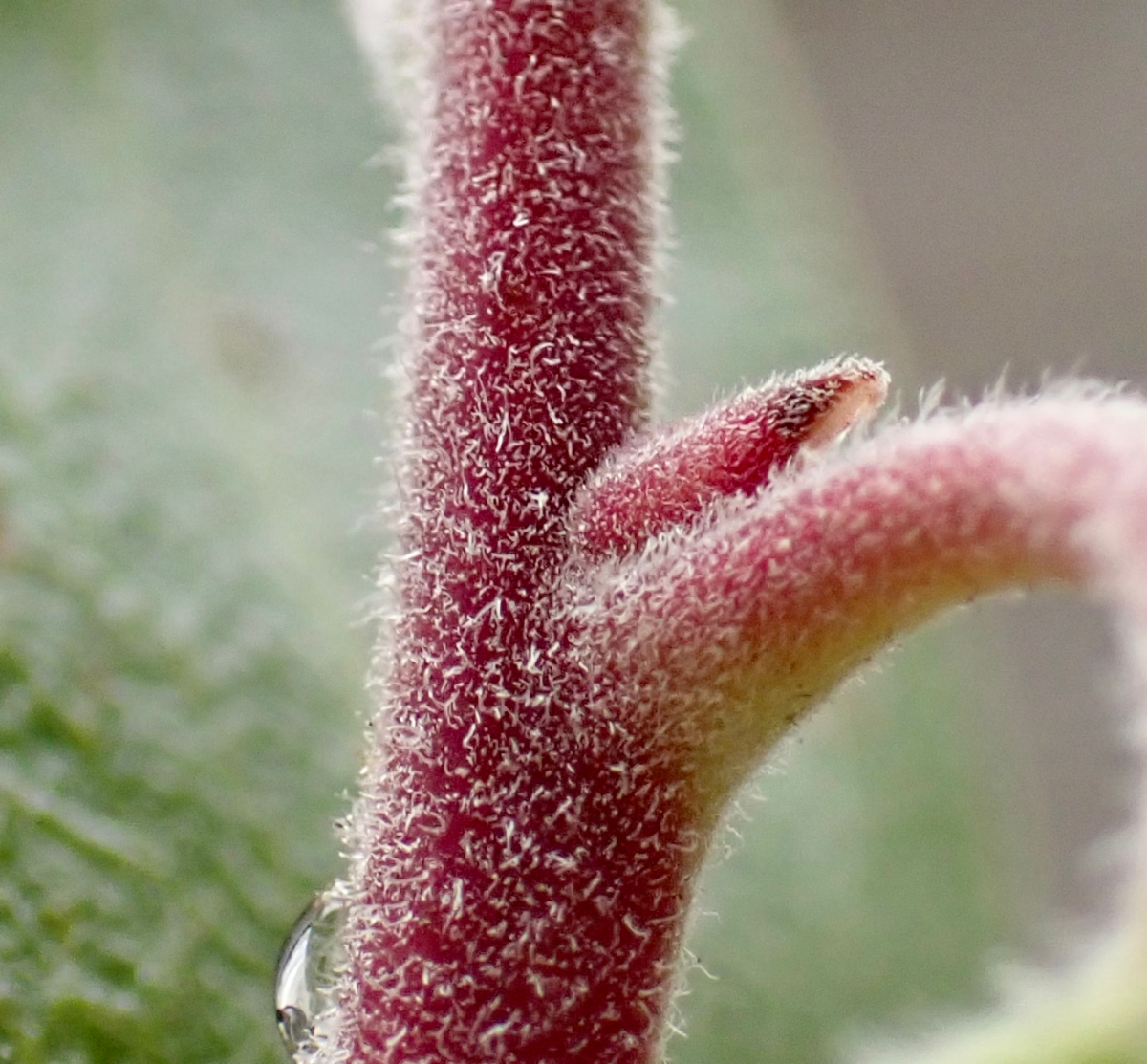 Arctostaphylos glandulosa ssp. gabrielensis