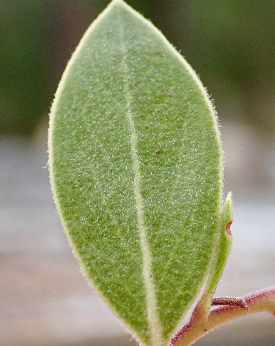 Arctostaphylos glandulosa ssp. gabrielensis