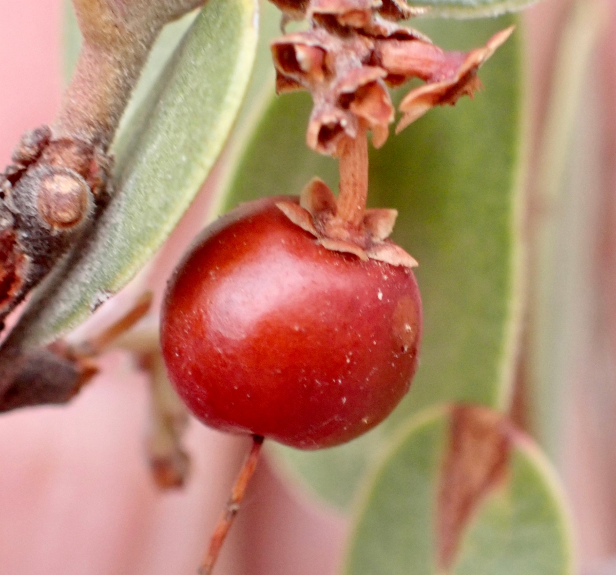 Arctostaphylos glandulosa ssp. gabrielensis