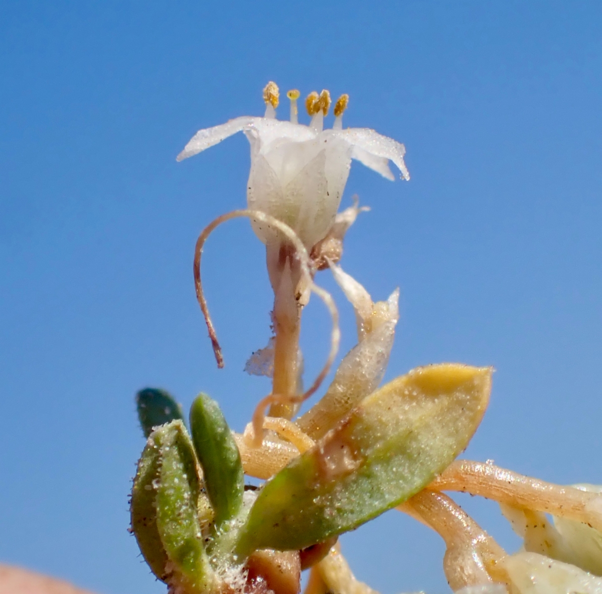 Cuscuta salina