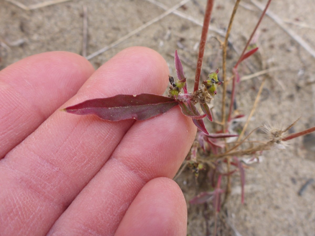 Froelichia gracilis