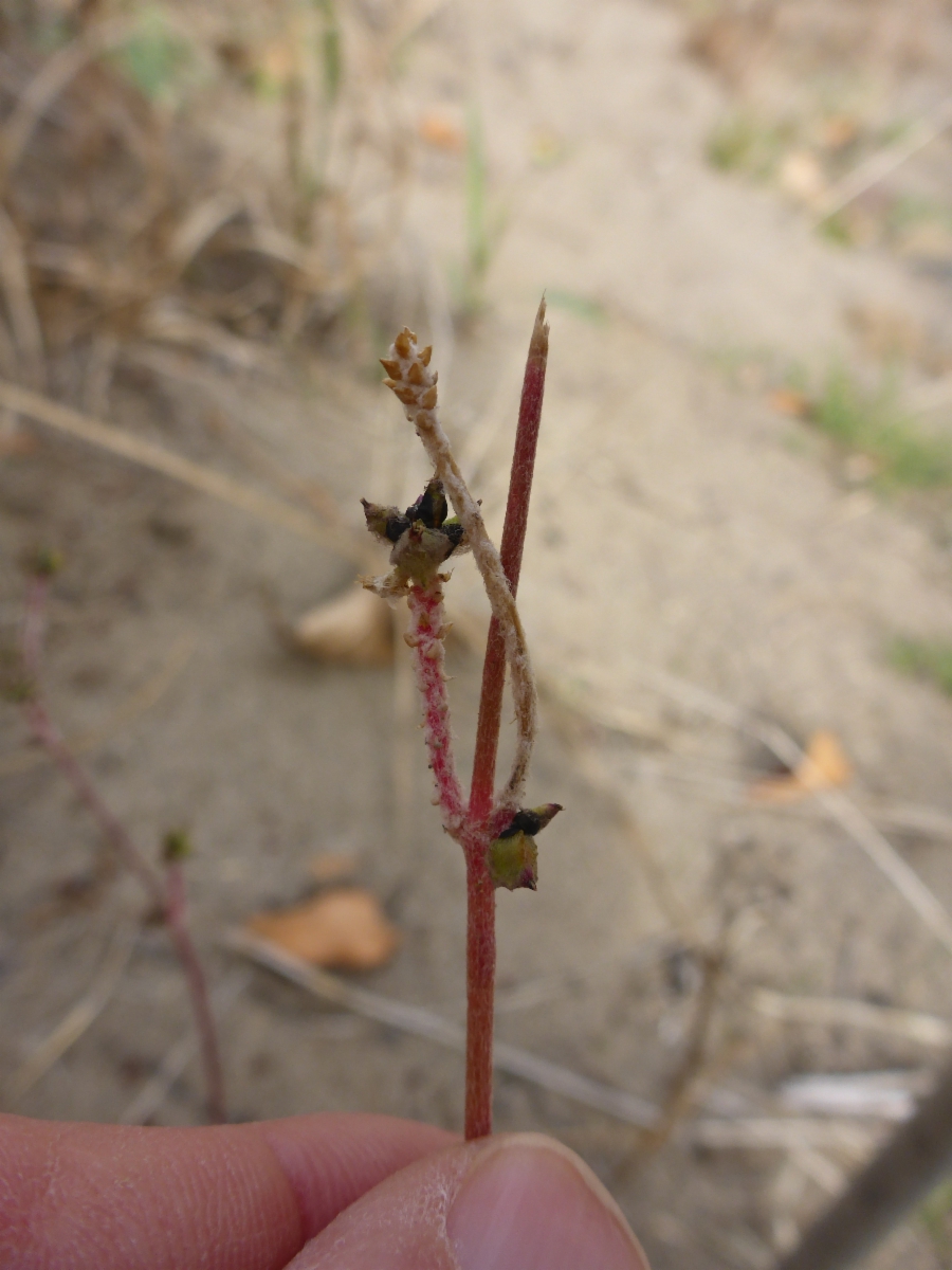 Froelichia gracilis