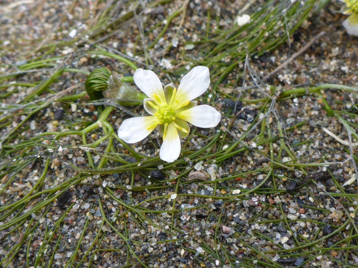 Ranunculus aquatilis var. aquatilis