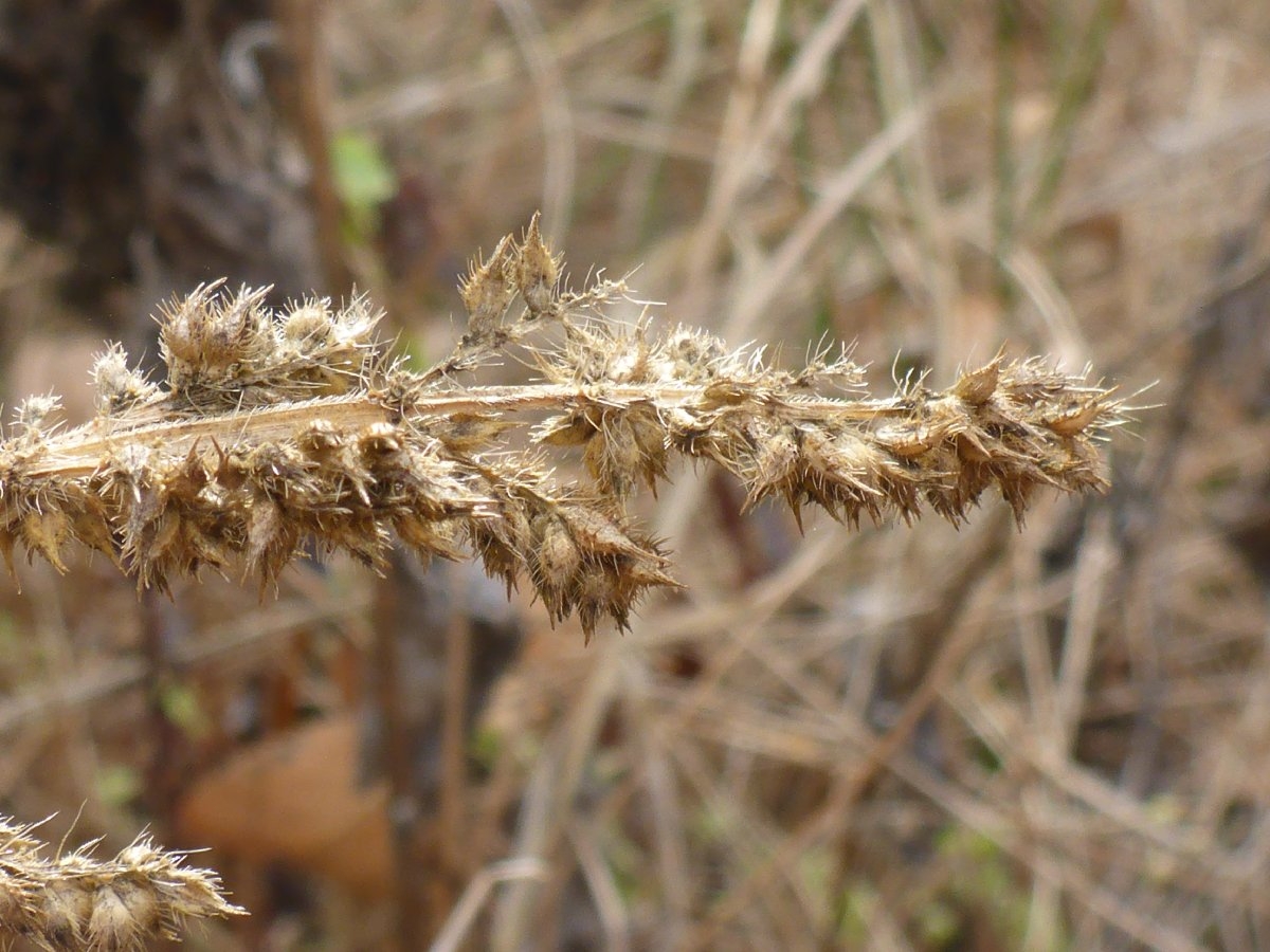 Echinochloa crus-galli