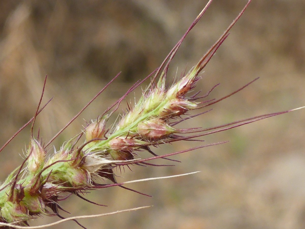 Echinochloa crus-galli