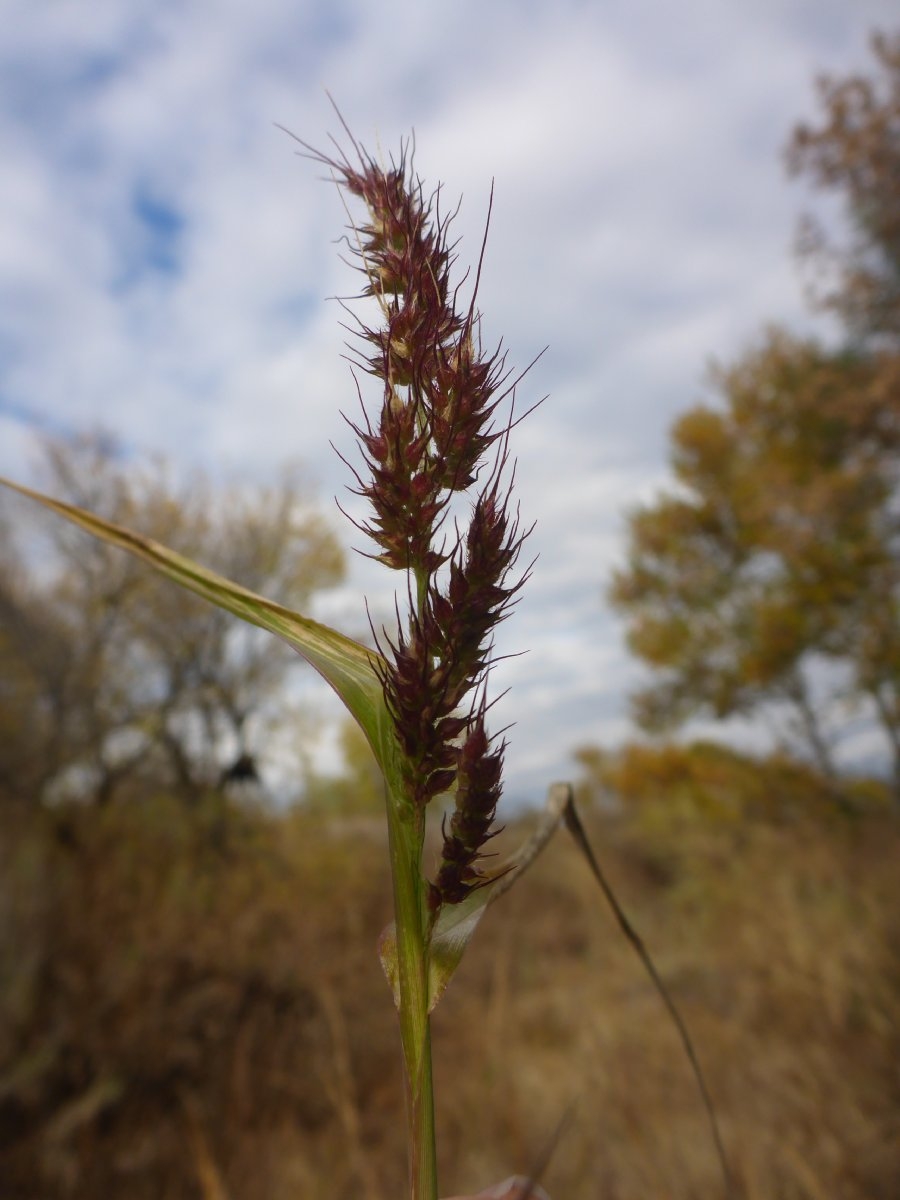 Echinochloa crus-galli