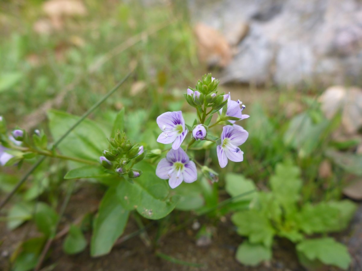 Veronica anagallis-aquatica