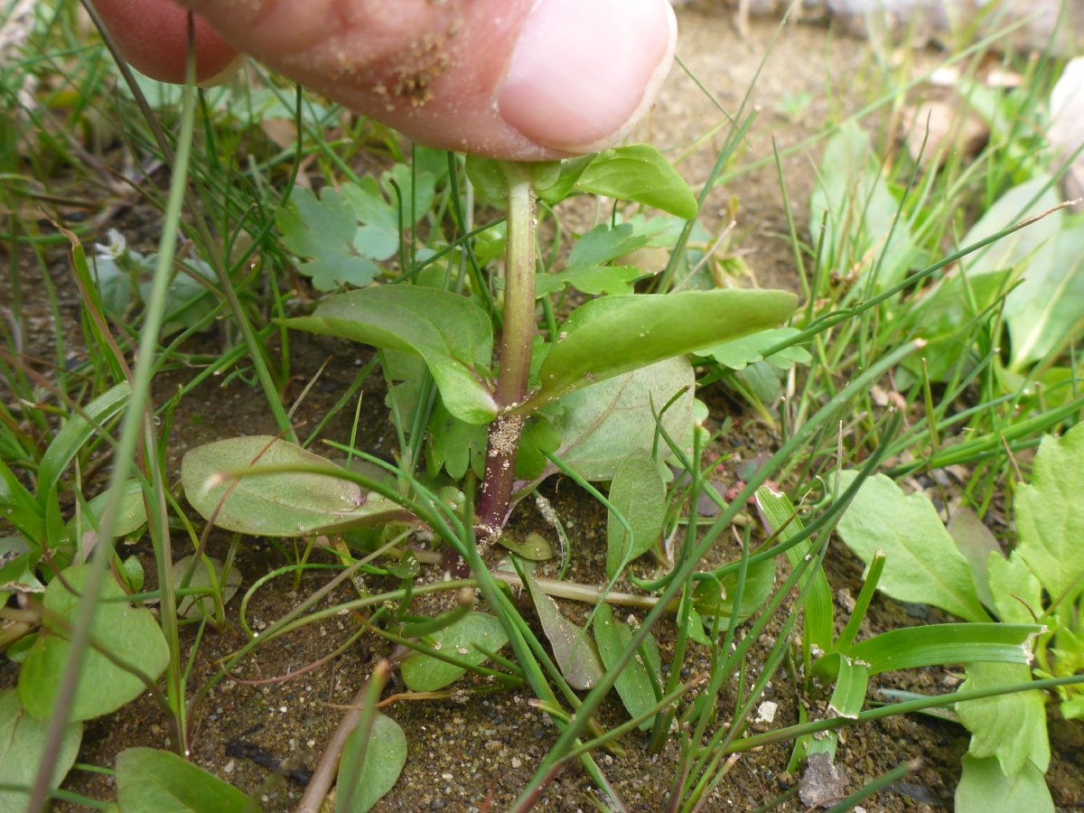 Veronica anagallis-aquatica