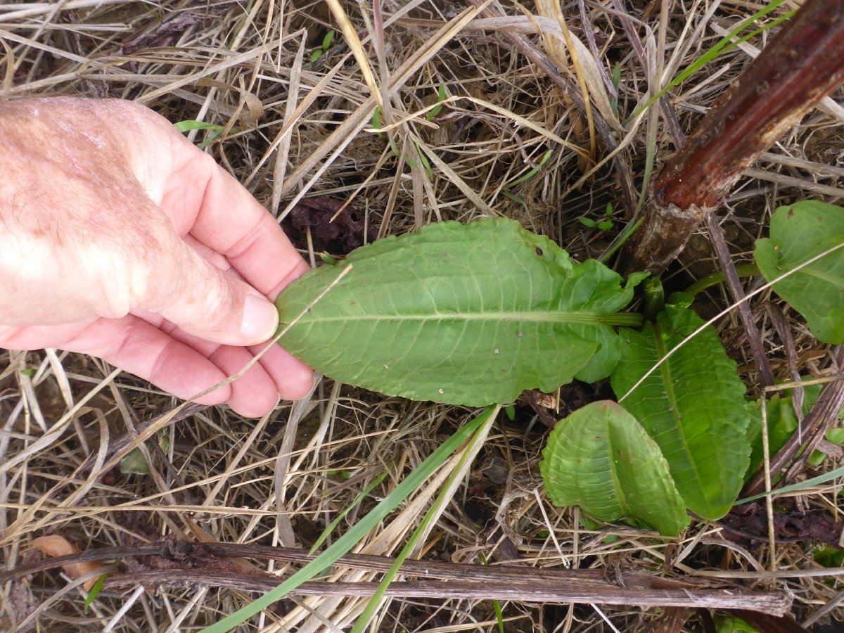 Rumex kerneri