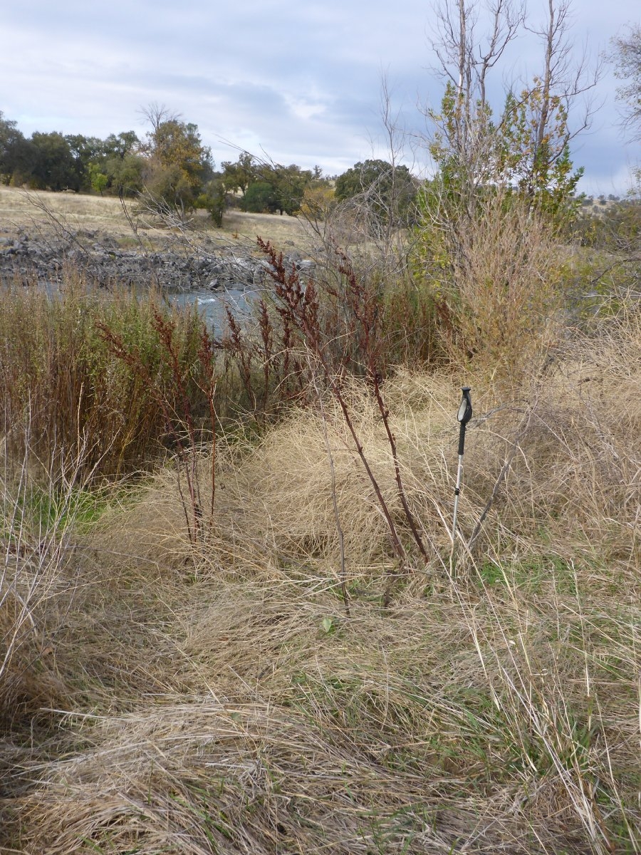 Rumex kerneri