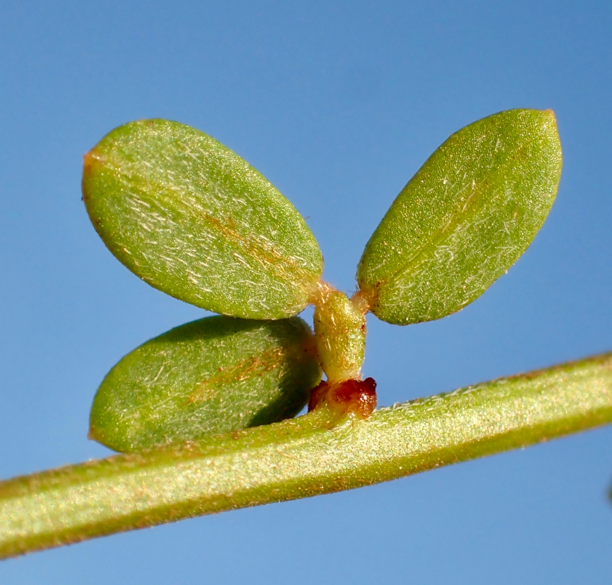 Acmispon glaber var. glaber