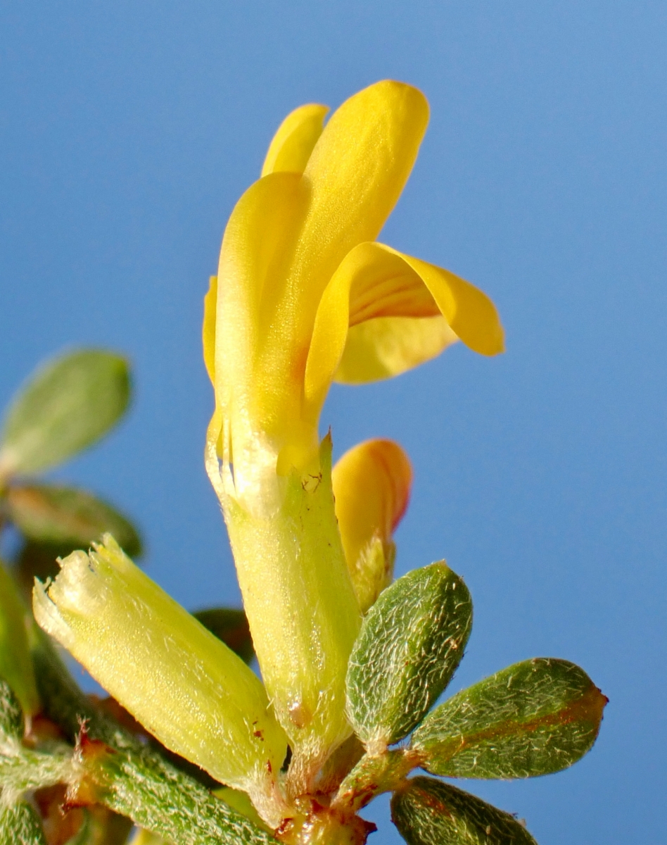 Acmispon glaber var. glaber