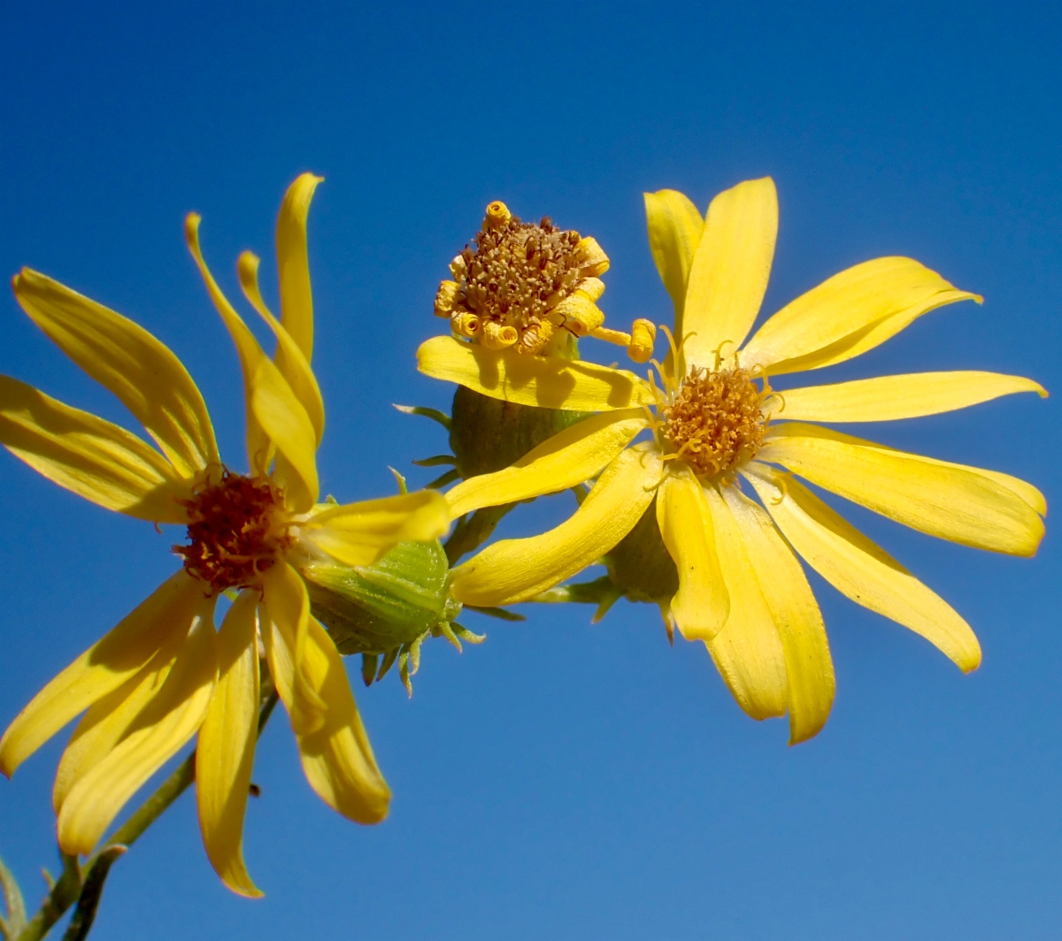 Senecio flaccidus var. douglasii