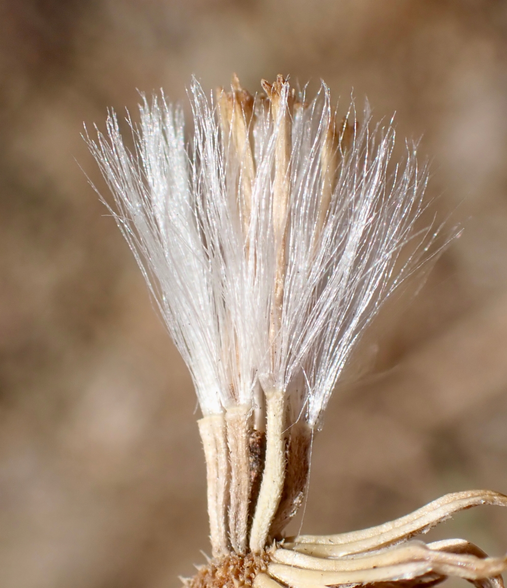 Senecio flaccidus var. douglasii