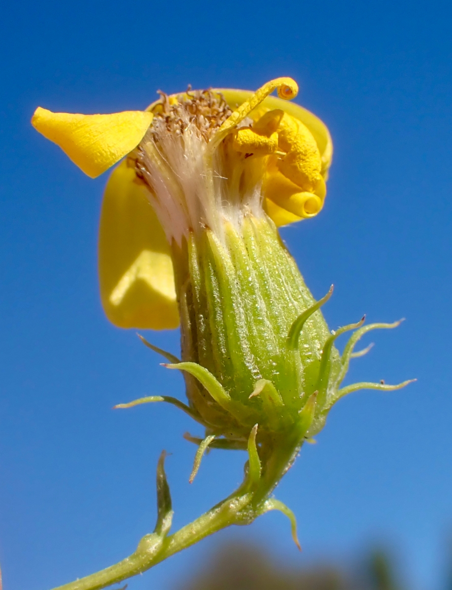 Senecio flaccidus var. douglasii