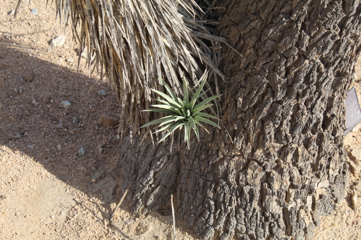 Yucca jaegeriana