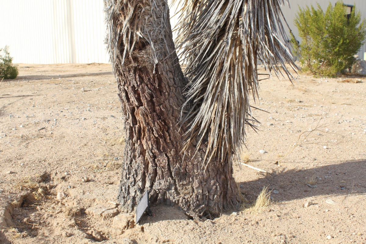 Yucca jaegeriana