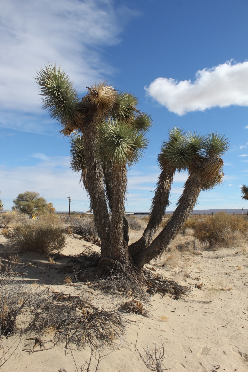 Yucca jaegeriana