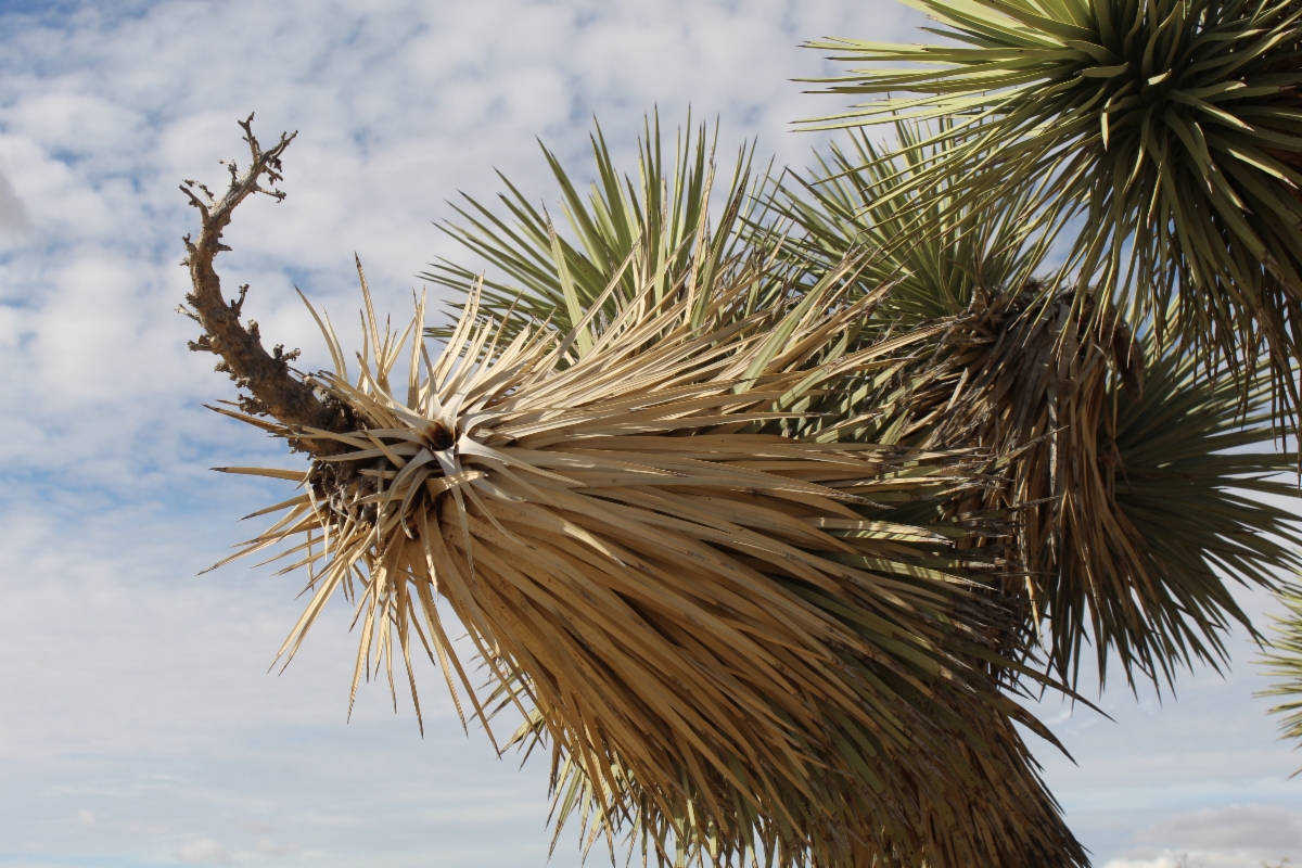 Yucca jaegeriana