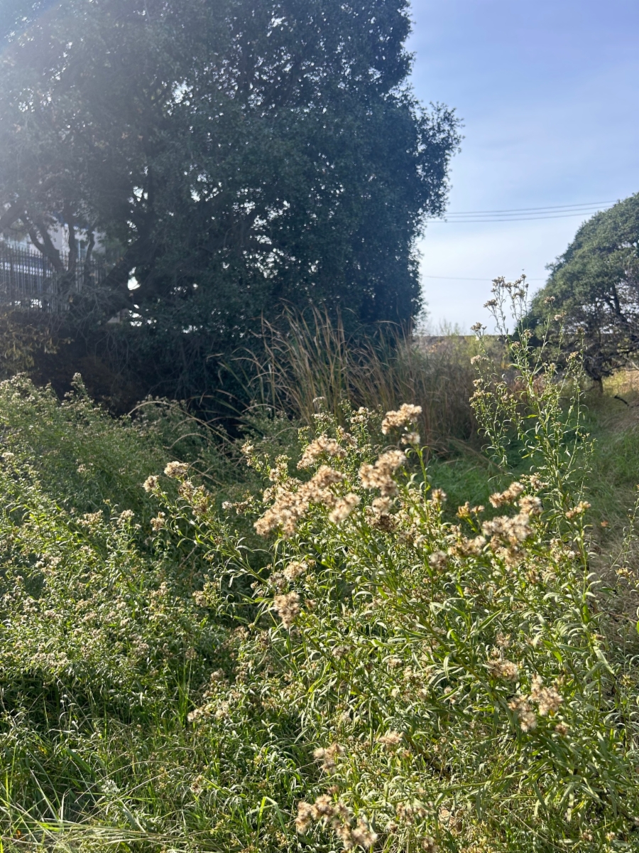 Symphyotrichum subulatum