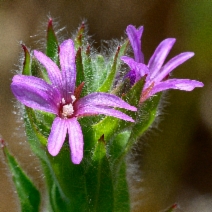 Epilobium densiflorum