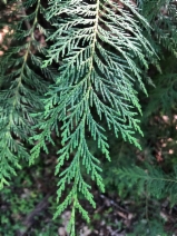 Thuja plicata