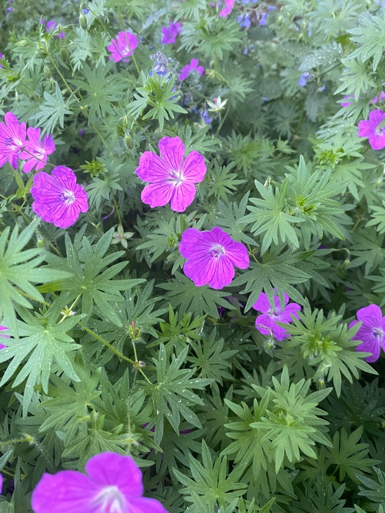 Geranium sanguineum